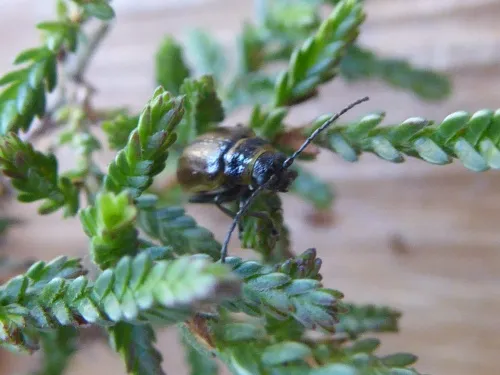 Heather Beetle - photo 4