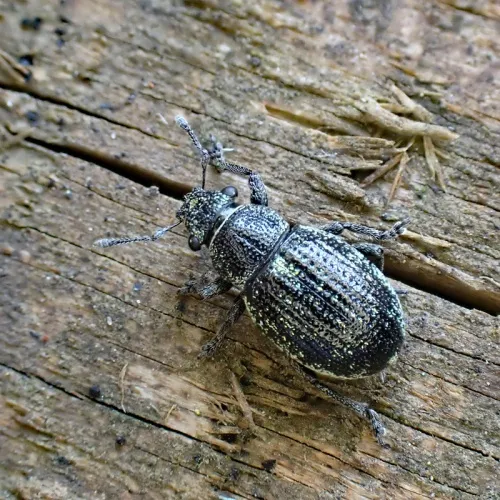 Heather Weevil - photo 2