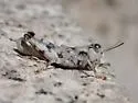 Hebardacris albida