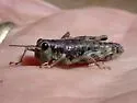 Hebardacris mono