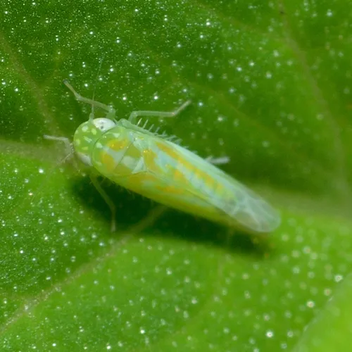 Hebata alboneura