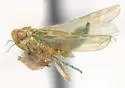 Hebata alboscripta