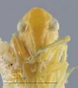 Hebata bicuspida - photo 3