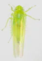 Hebata bifurcata
