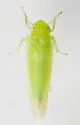 Hebata bifurcata - photo 4