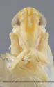 Hebata crocostigmata - photo 3