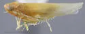 Hebata curvata