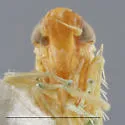 Hebata curvata - photo 3