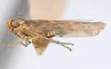 Hebata denaria