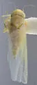 Hebata filamenta - photo 2