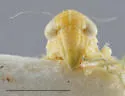 Hebata filamenta - photo 3