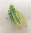 Hebata junipera