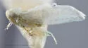 Hebata neaspersa