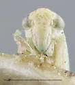 Hebata neaspersa - photo 3