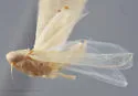 Hebata necyla