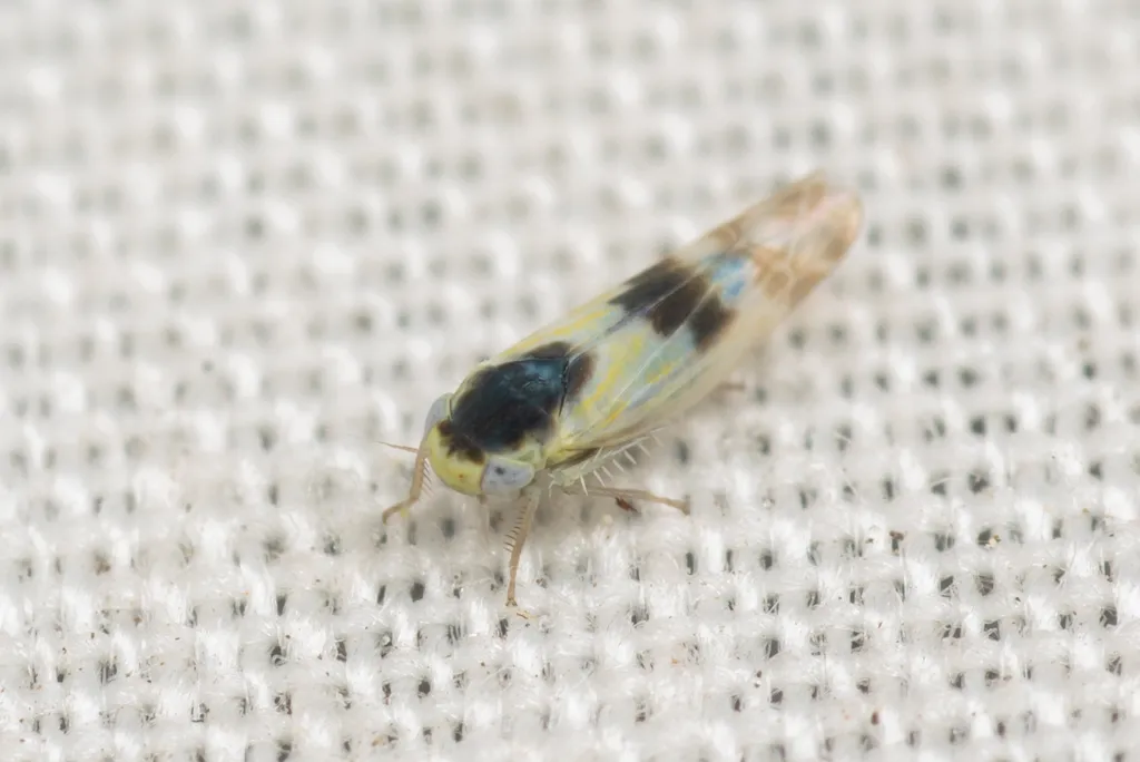 Hebata nigra - photo 2