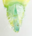Hebata radiata - photo 2