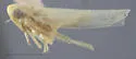 Hebata recurvata