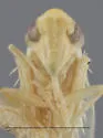 Hebata recurvata - photo 3