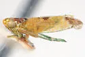Hebata ruficeps