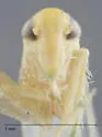 Hebata rumexa - photo 3