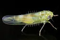 Hebata venusta - Hebata venusta