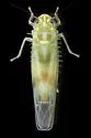 Hebata venusta - photo 2