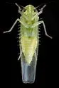 Hebata venusta - photo 3