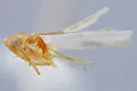 Hebata volsella