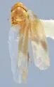 Hebata volsella - photo 2