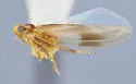 Hebata zanclus - photo 3