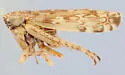 Hebecephalus abies