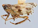Hebecephalus chandleri
