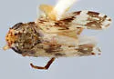 Hebecephalus chandleri - photo 2