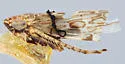 Hebecephalus creinus