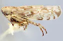 Hebecephalus crenulatus
