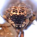 Hebecephalus discessus - photo 3