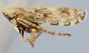 Hebecephalus ferrumequinum