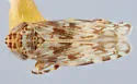 Hebecephalus occidentalis - photo 2