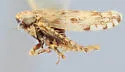 Hebecephalus picea