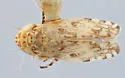 Hebecephalus picea - photo 2