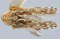 Hebecephalus planaria - photo 2