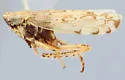 Hebecephalus pugnus