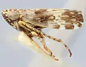 Hebecephalus veretillum