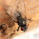 Hebecnema nigra