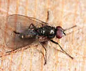 Hebecnema nigra - photo 2
