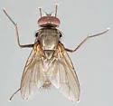 Hebecnema nigra - photo 3