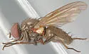 Hebecnema nigra - photo 4