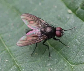 species - photo 2