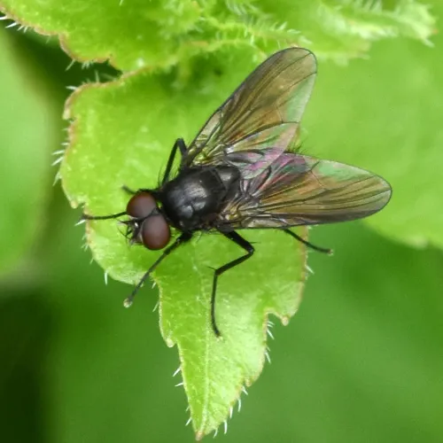 species - photo 3